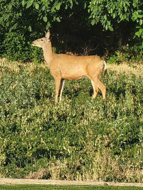 Deer 3.jpg