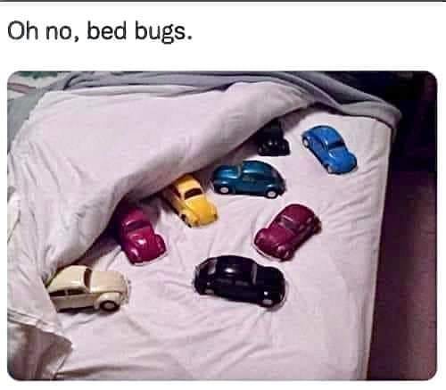 Bed Bugs.jpg