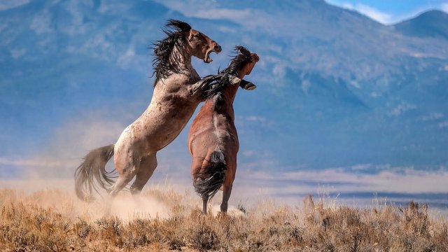 western_horse_wallpaper_a_wallpaper_com_771757_f2218372888eea46ef456c7b3d1cb3114c7f1fb3.jpg