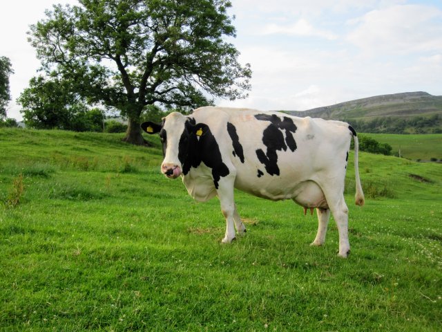 Holstein_Friesian_UK_Yorkshire_July_2011.jpg
